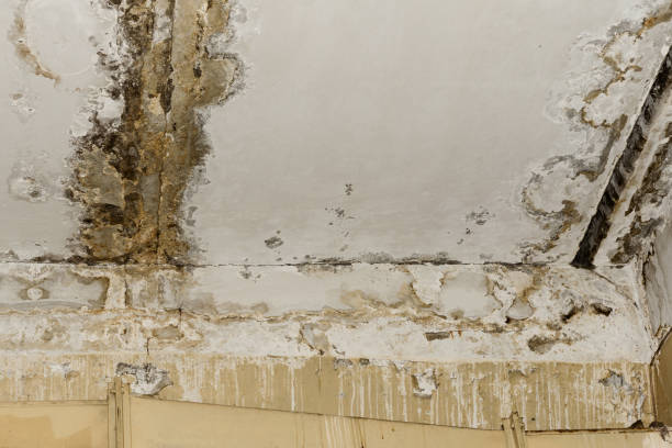 Professional Mold Prevention & Removal  in Hunter, OH