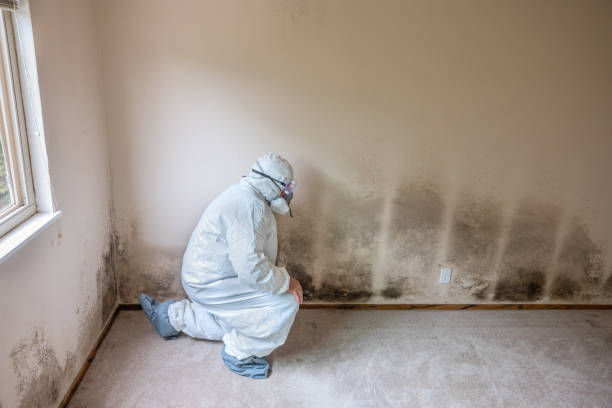 Mold Odor Removal Services in Hunter, OH